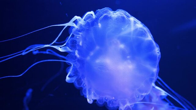 Medusa swims underwater. Beautiful jellyfish swim