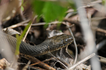 Rat Snake close up on the ground