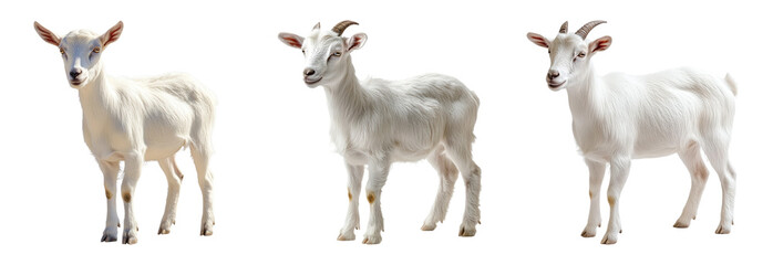 Fototapeta premium Cute White Goats on Transparent Background