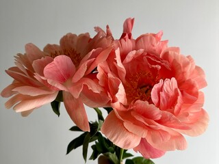 Fresh peonies coral charm © Natalia
