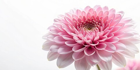 A Delicate Pink Flower with Soft Petals and a Gentle Curve, Unfolding in a Symphony of Nature's Elegance