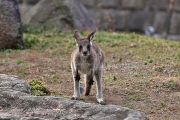 カメラ目線のオオカンガルーの子供