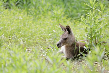 草むらで休むオオカンガルー