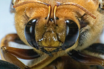 Ojos de abeja