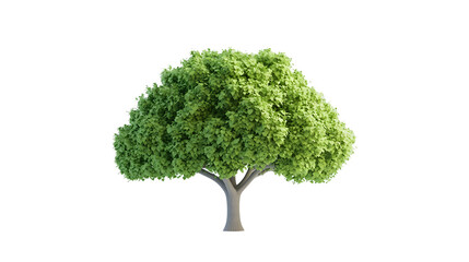 Obraz premium Cute green tree, simple structure