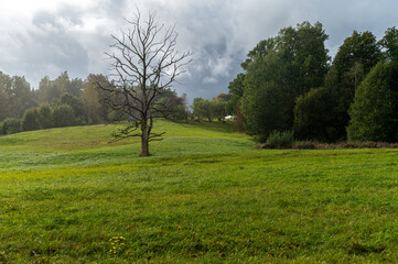 A lone tree rises in a vibrant green landscape with dark clouds overhead during autumn.