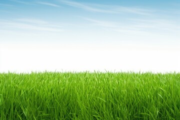 Fototapeta premium Grass field nature sky backgrounds.