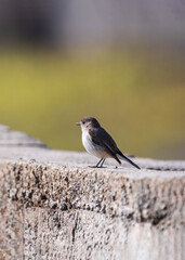 Taiga Flycatcher (Ficedula albicilla) on concrete construchtion. The taiga flycatcher or red-throated flycatcher is a migratory bird in the family Muscicapidae.