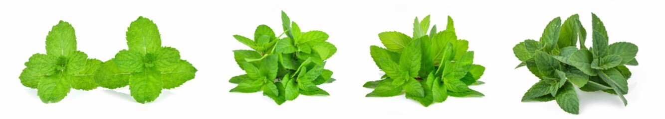 nature green leafs isolated white background
