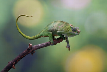  Fischer chameleon on a tree branch