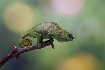  Fischer chameleon on a tree branch © DS light photography