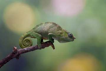Gordijnen  Fischer chameleon on a tree branch © DS light photography