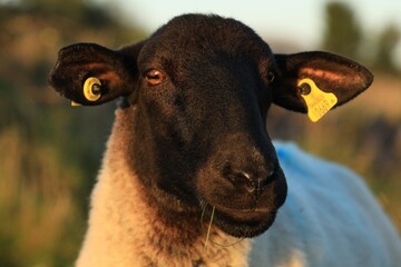 Sheep: closeup portrait of Suffolk breed ewe with grass in mouth, in field on farmland in rural Ireland 