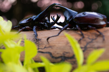Dynastinae fight on a tree