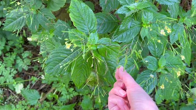 Exploding seed capsules of Impartiens parviflora - no sound