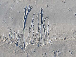 an impression of a forest left by the outgoing tide, South Uist, Outer Hebrides, Scotland, UK
