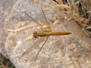 Libellula del laghetto