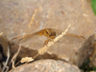 Libellula del laghetto