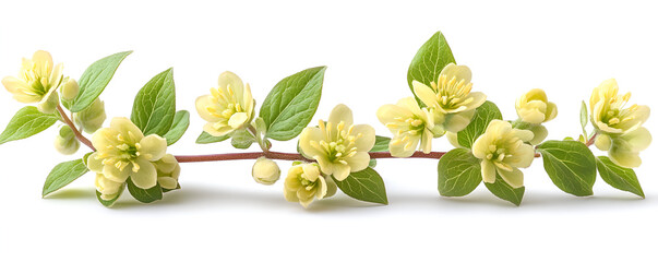 a close up of flowers

