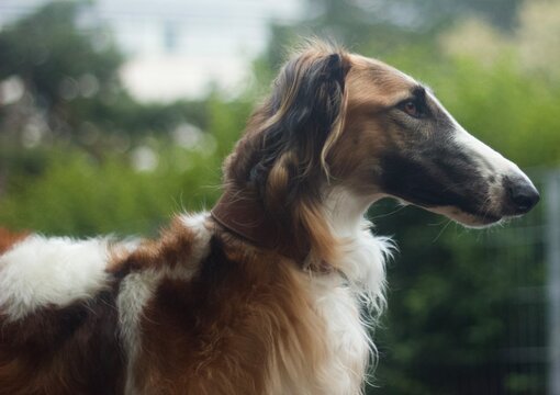 Borzoi windhound dog. Windhund barsoi