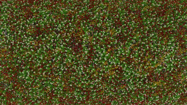 Moving over a large bed of flowers