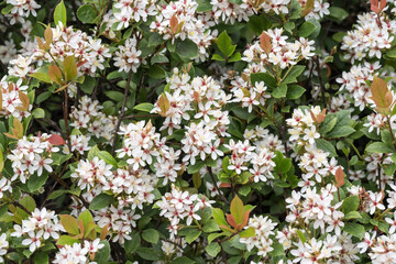 Beautiful Tashiro Indian Hawthorn flowers.