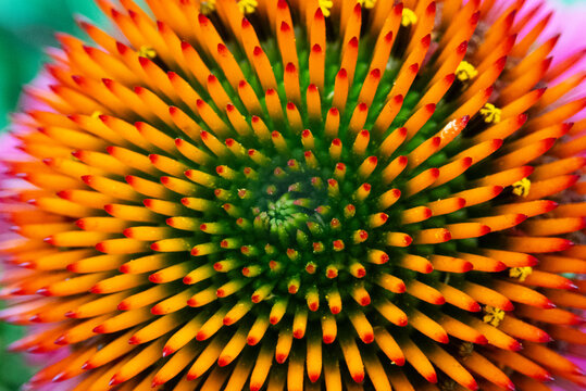 Close up of a cone flower