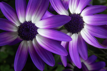 Purple flowers in a close up