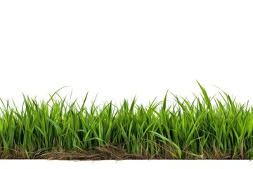 Fototapeta premium Grassland outdoors plant field.