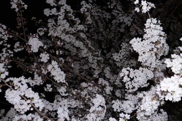 illuminated cherry blossoms 02