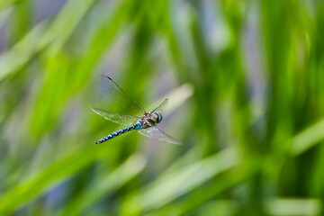 A view of a dragonfly at a lake near Allstedt 
