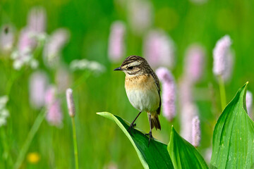 Whinchat - female // Braunkehlchen - Weibchen (Saxicola rubetra)