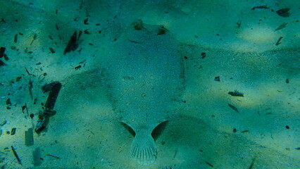 Wide-eyed flounder (Bothus podas) undersea, Aegean Sea, Greece, Alonissos island, Chrisi Milia beach