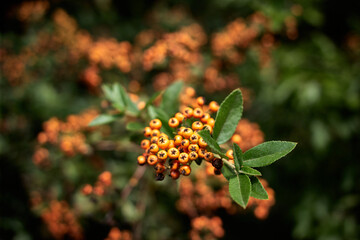 Pyracantha coccinea