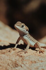 Fototapeta premium A close-up of a lizard perched on a rock, showcasing its unique features and colors.