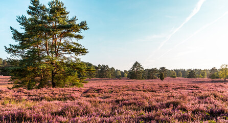 lueneburg heath purple flowering landscape in Germany