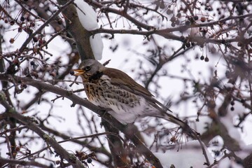 The fieldfare (Turdus pilaris)