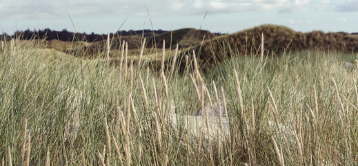 Strandhafer in den Dünen an der Nordsee