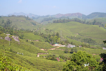 Fototapeta premium Plantations de Thé dans les collines du Kerala près de la ville de Munnar