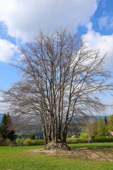 Obraz premium Alone tree