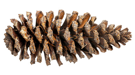 Pine cone on white background