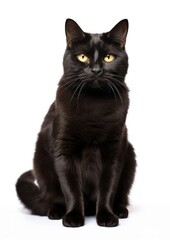 Elegant black cat portrait