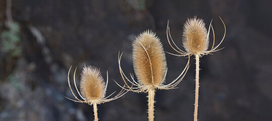 Three flowers of wild teasel or fuller's teasel