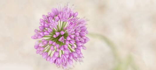 Allium flower isolated on white