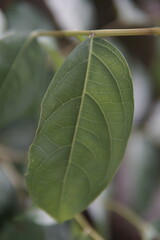 green leaf on the garden
