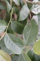 green leaf on the garden