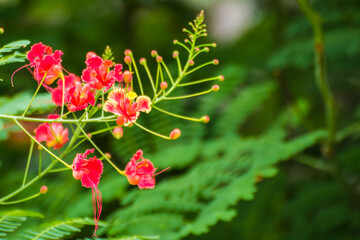 Peacock flowers red pride of Barbados flower