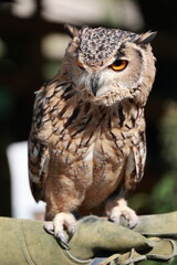 great horned owl