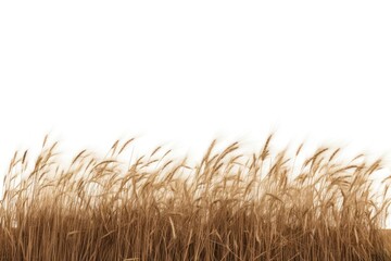 Obraz premium Golden wheat field isolated background