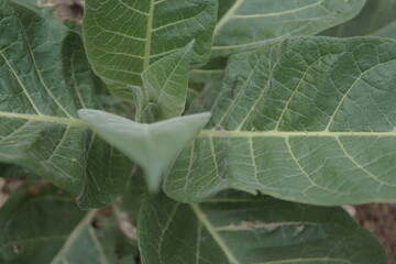 green leaf on the garden